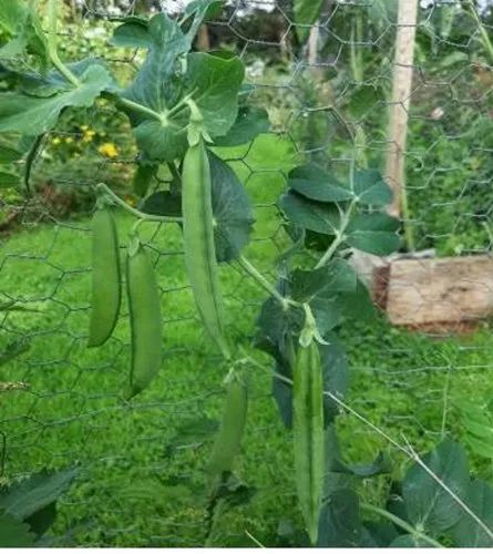 Hari matar (green pea)